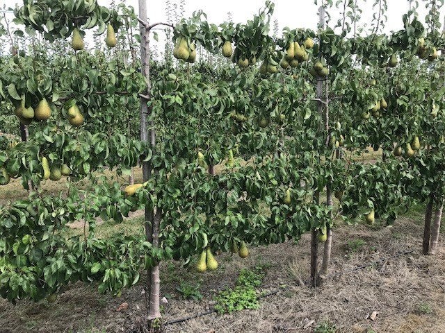 Fruitbomen in leivorm / Leibomen / Peer (Voorverkoop), Lente, Perenboom, Ophalen of Verzenden, Halfschaduw