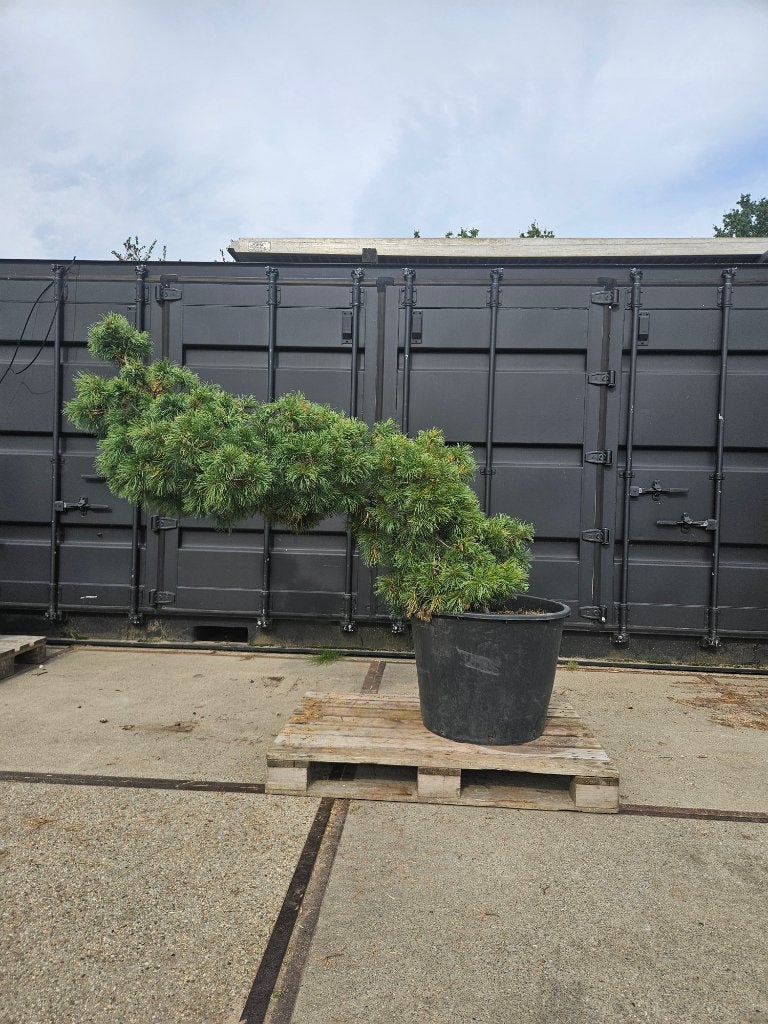 Pinus parviflora schoon's bonsai (liggend), Volle zon, Vaste plant, Bloeit niet, Ophalen