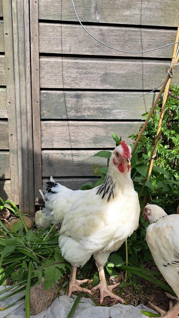 Sussex hanen, Dieren en Toebehoren, Pluimvee, Mannelijk, Kip