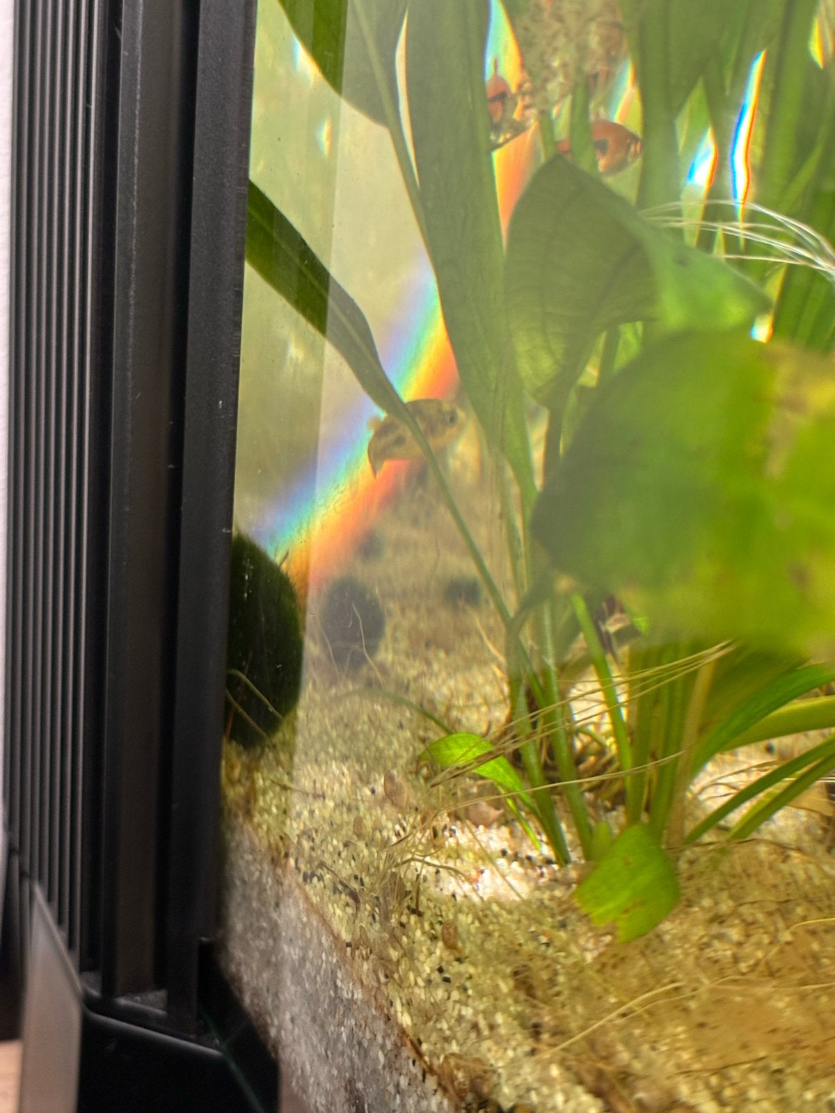 Foto 6 van Aquarium 60L all inclusive