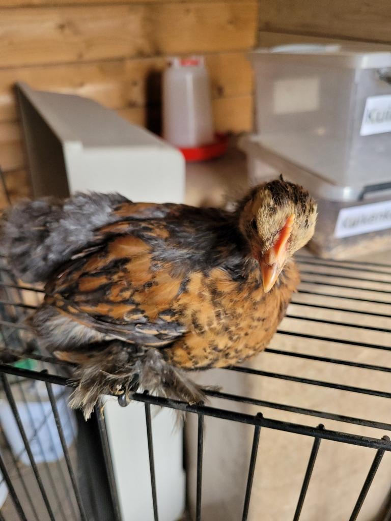 Cochin kriel haan, Dieren en Toebehoren, Pluimvee