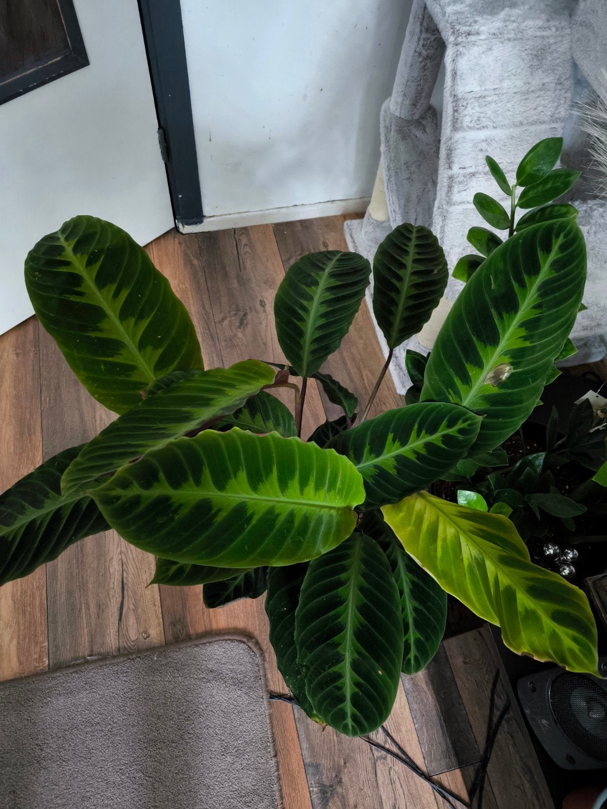 Calathea Rufibarba - Groene Kamerplant in Pot, Ophalen
