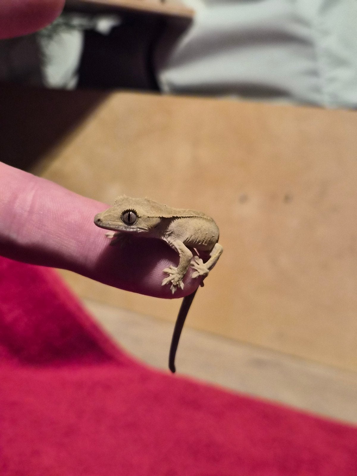 wimper gekko Jill Crested Gecko - unknown for sale from Trevor and Cindy Broodryk