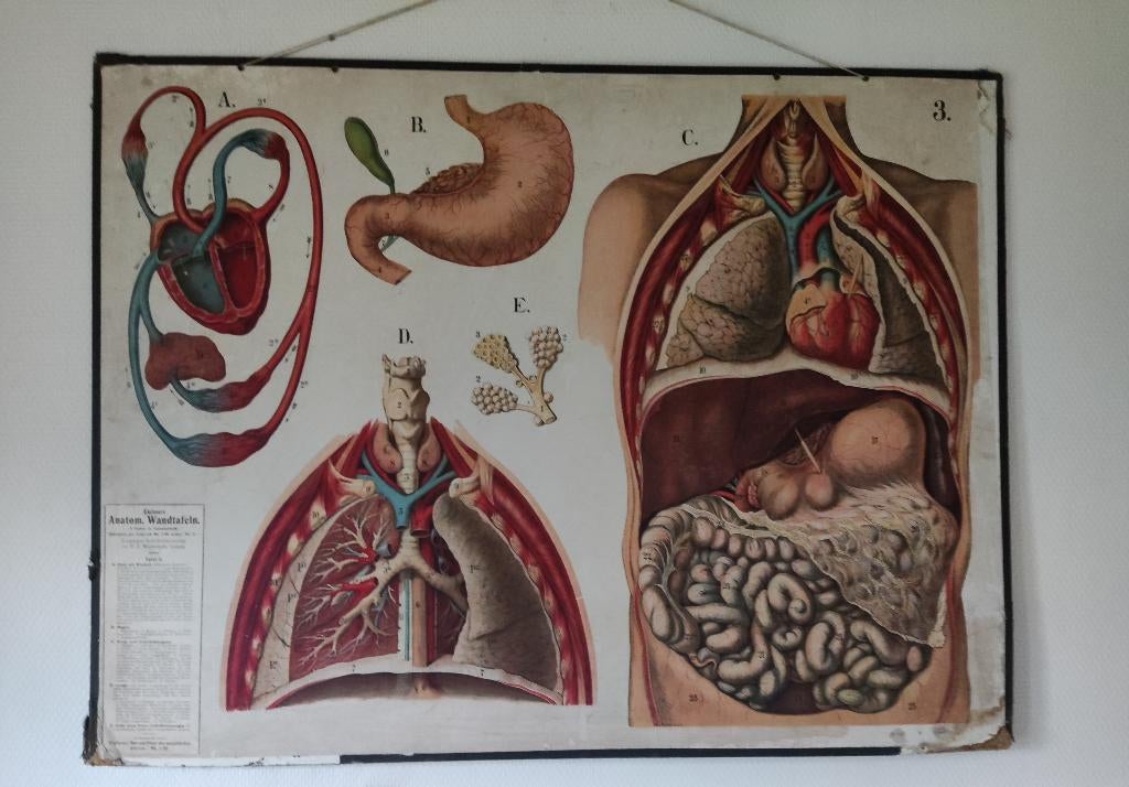 Anatomische schoolplaat: maag en bloedsomloop, Antiek en Kunst, Antiek | Schoolplaten, Ophalen, Natuur en Biologie