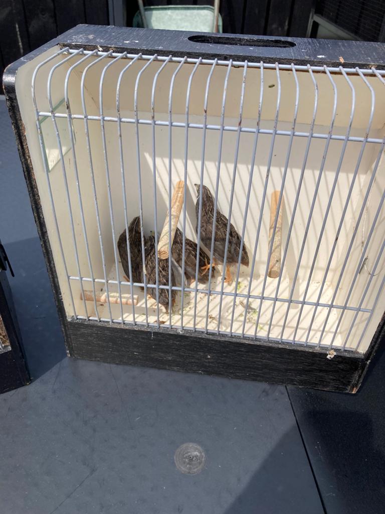 10 chinese dwergkwartel hanen, Dieren en Toebehoren, Vogels | Hokken en Kooien, Ophalen of Verzenden, Zo goed als nieuw, Hout