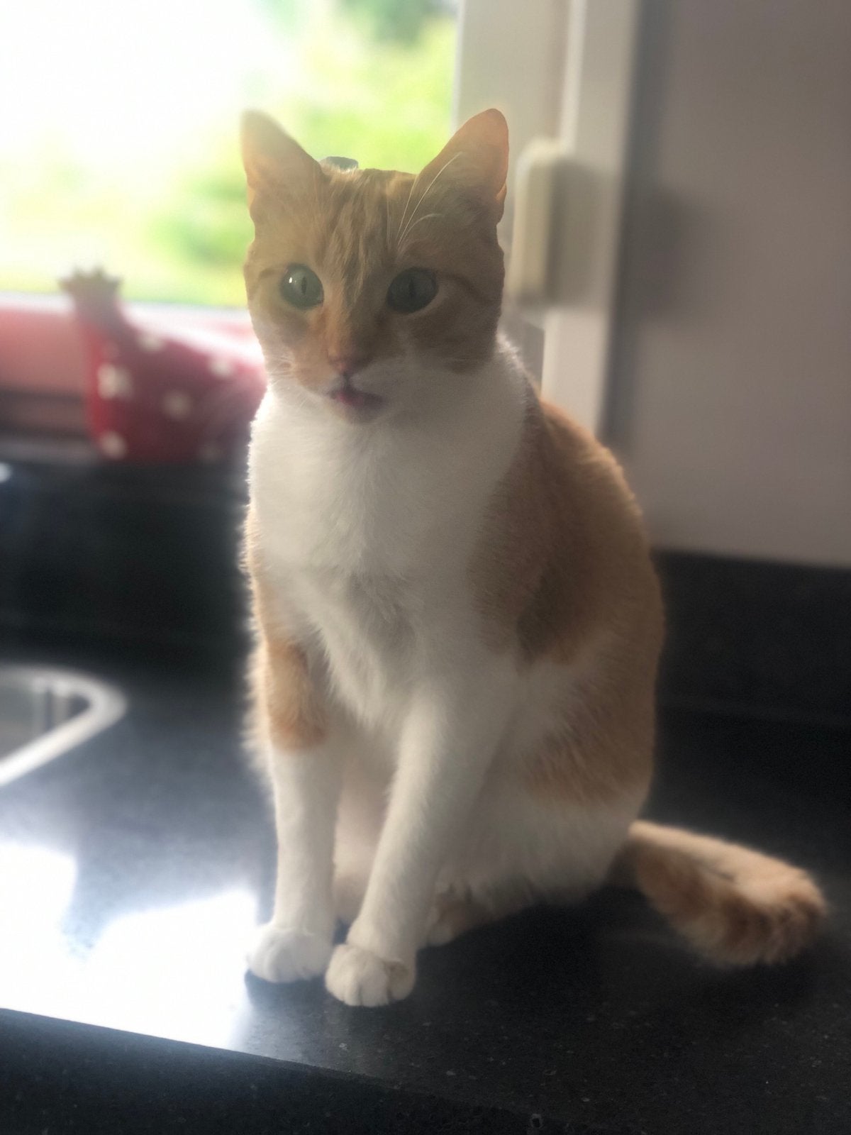 Kat vermist, meegenomen naar duitsland???, 0 tot 2 jaar