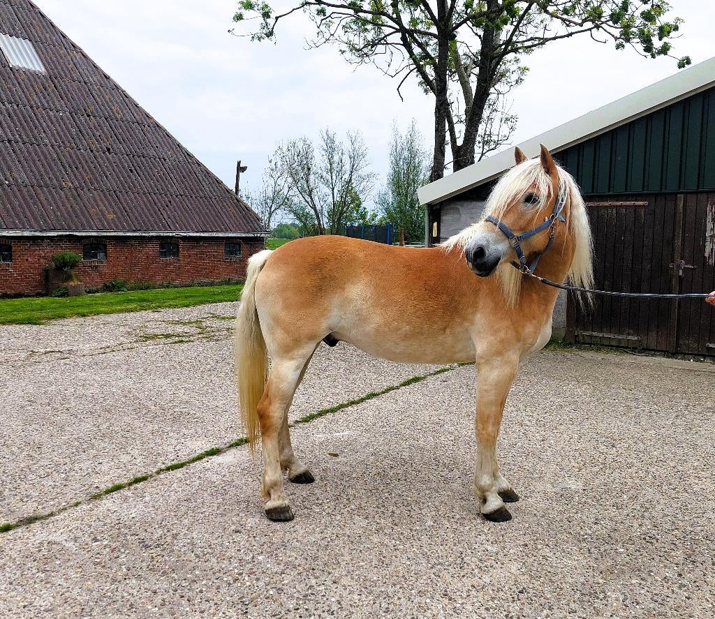 Haflinger Ruin, Dieren en Toebehoren, Paarden, Ruin, Zadelmak, Minder dan 160 cm, 3 tot 6 jaar, Recreatiepaard, Met stamboom, Gechipt