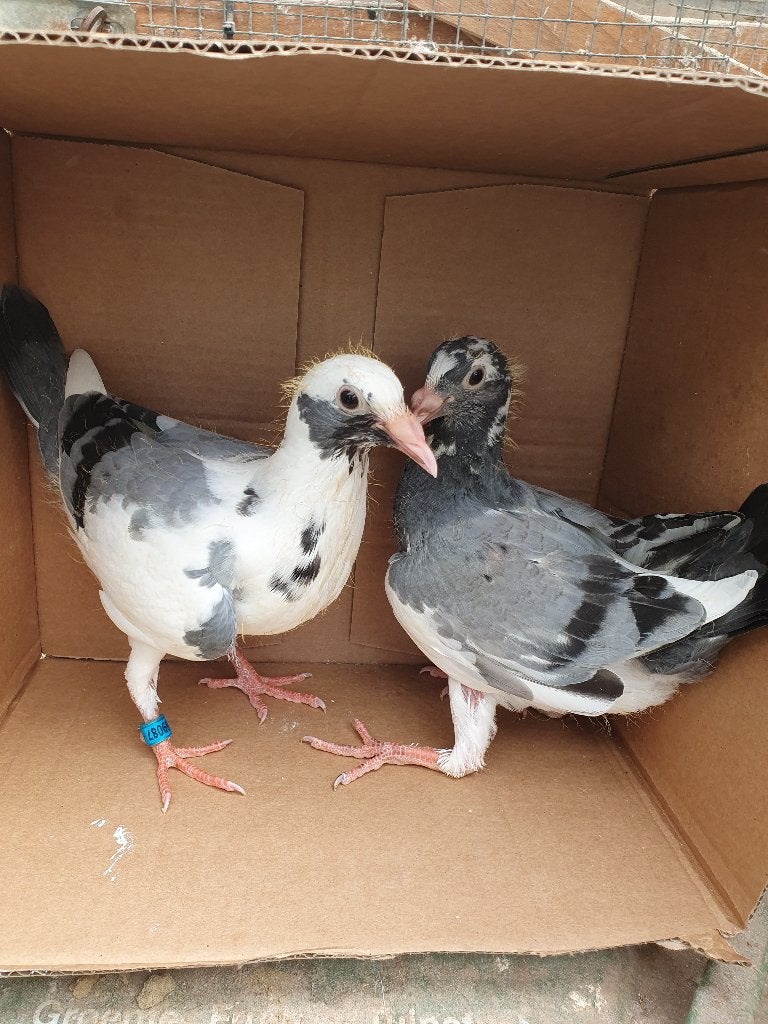 Koppel bonte speenbare postduiven, Dieren en Toebehoren, Vogels | Duiven, Meerdere dieren, Postduif
