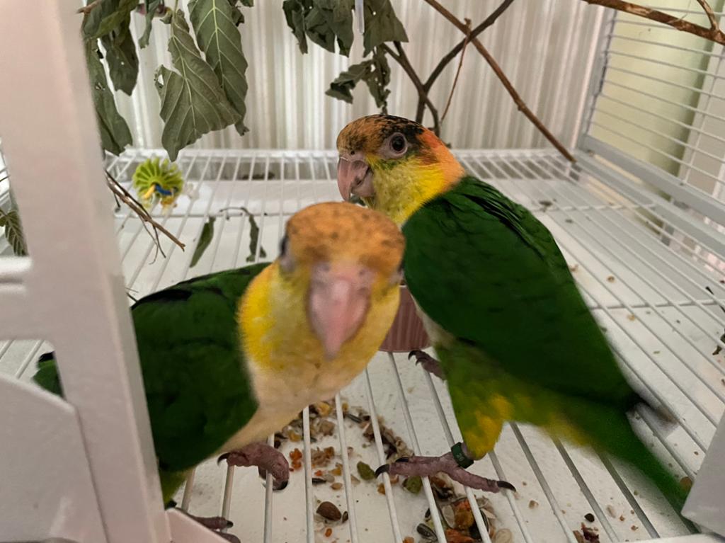 Caique, Vrouwelijk, Papegaai
