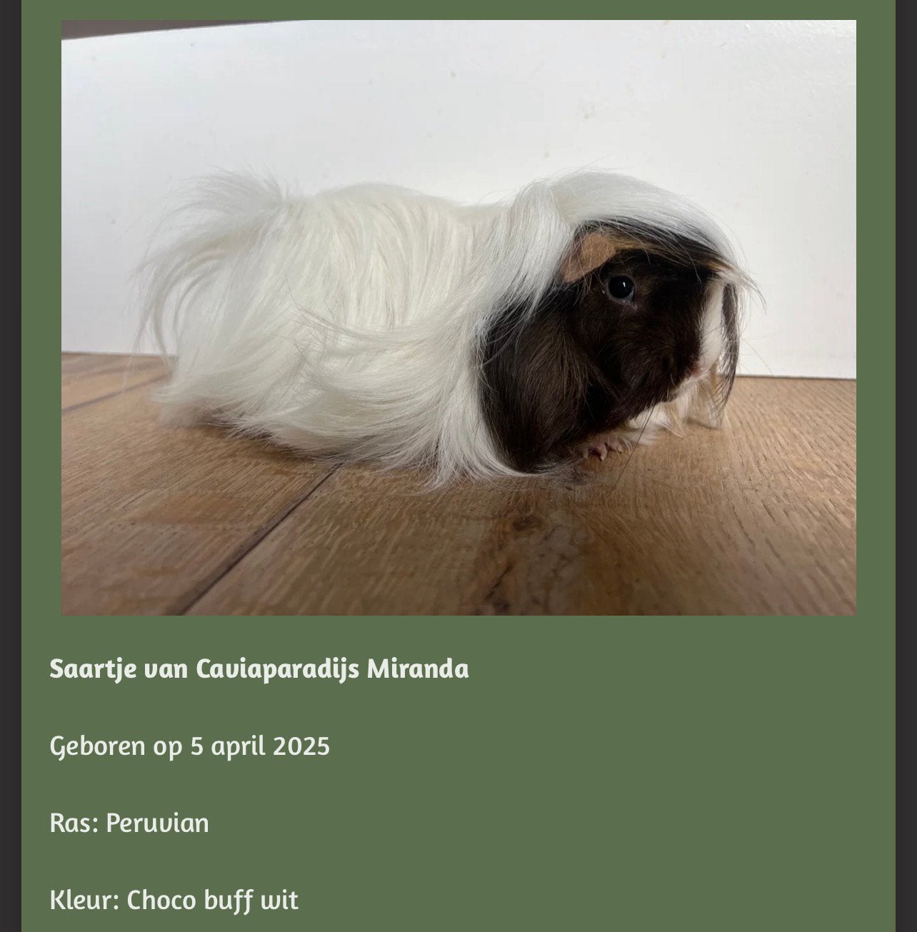Peruvian cavia zeugjes choco buff wit, Dieren en Toebehoren, Cavia, Augustus, Vrouwelijk, Tam