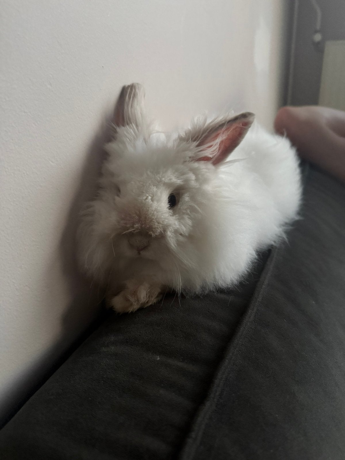 Teddy Widder ram zoekt gouden mandje!, Dieren en Toebehoren, Mannelijk, Dwerg