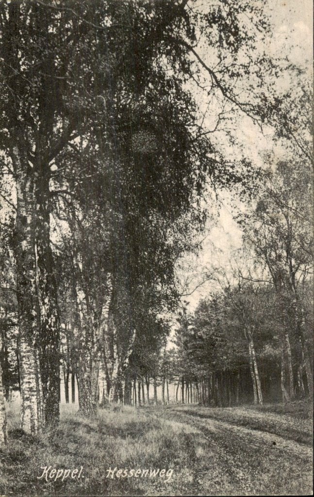 Keppel - Hessenweg - Laan met berken, Ophalen of Verzenden, Voor 1920, Gelopen, Gelderland