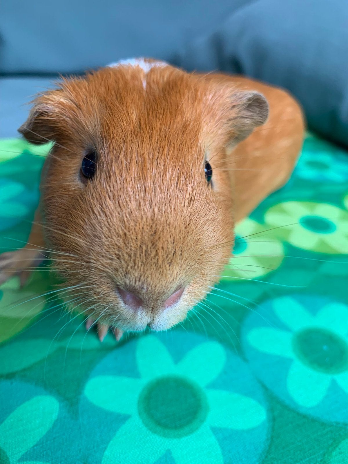 Cavia beertje geb 5 apr jl, Cavia, April, Mannelijk, Tam