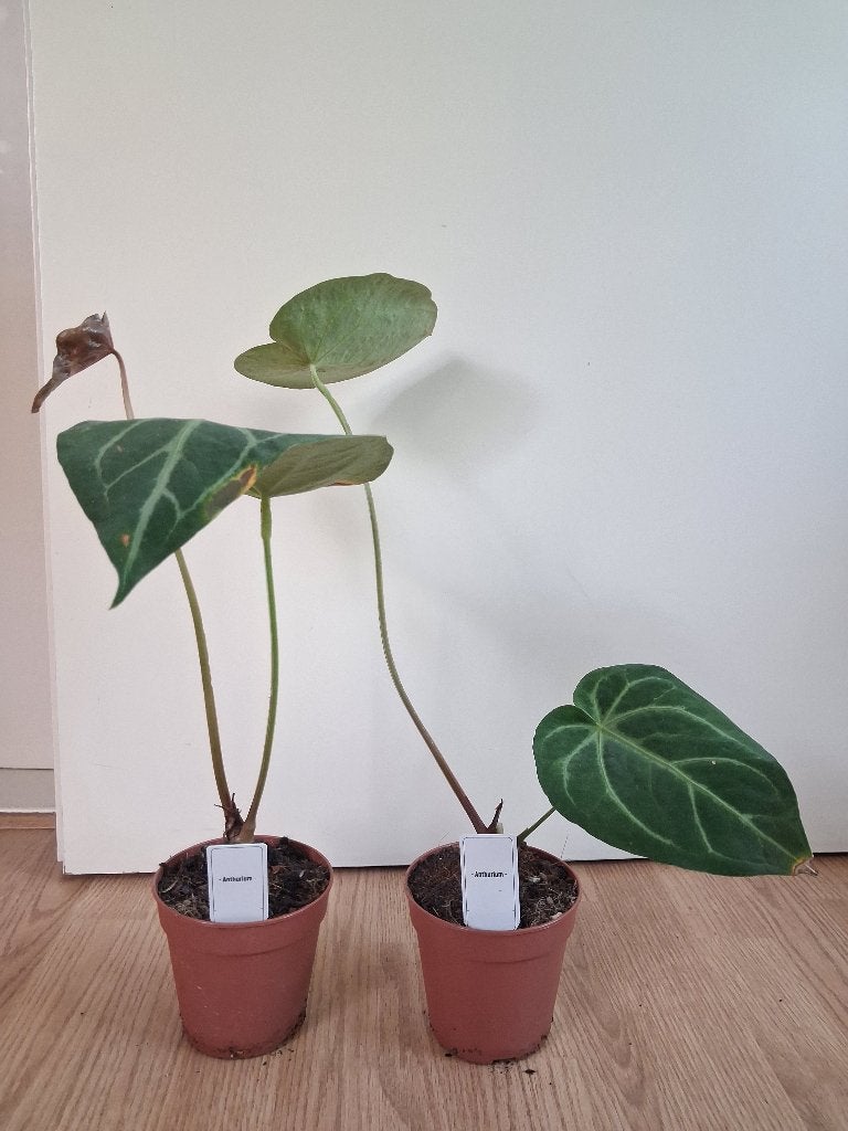 Anthurium Crystallinum Silver Blush - Flamingoplant H: 48 cm, Ophalen, Overige soorten, Halfschaduw, Minder dan 100 cm