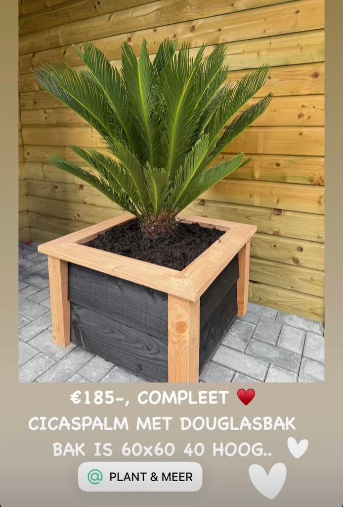 COMPLEET DOUGLAS MET CICAS, Tuin en Terras, Bloembakken en Plantenbakken, Ophalen, Zo goed als nieuw, Rond, Hout