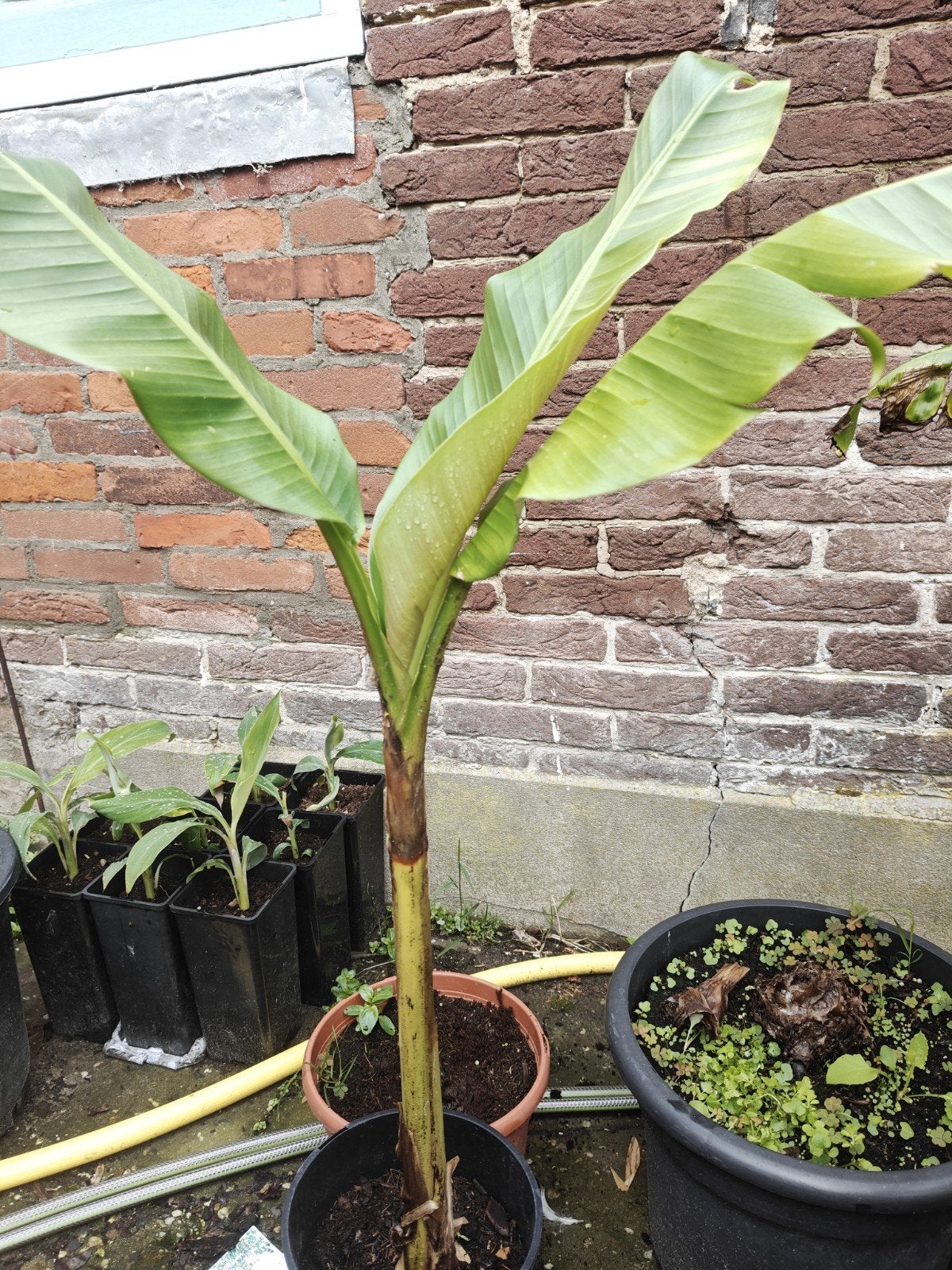 Musa Mekong giant, Ophalen of Verzenden, Overige soorten, Volle zon