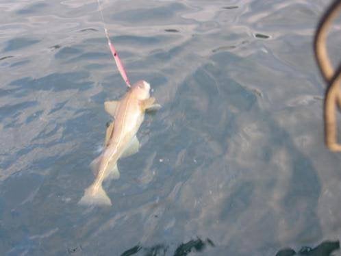 140 grams Spied-jig pilker, Ophalen of Verzenden, Nieuw, Dobber of Lood