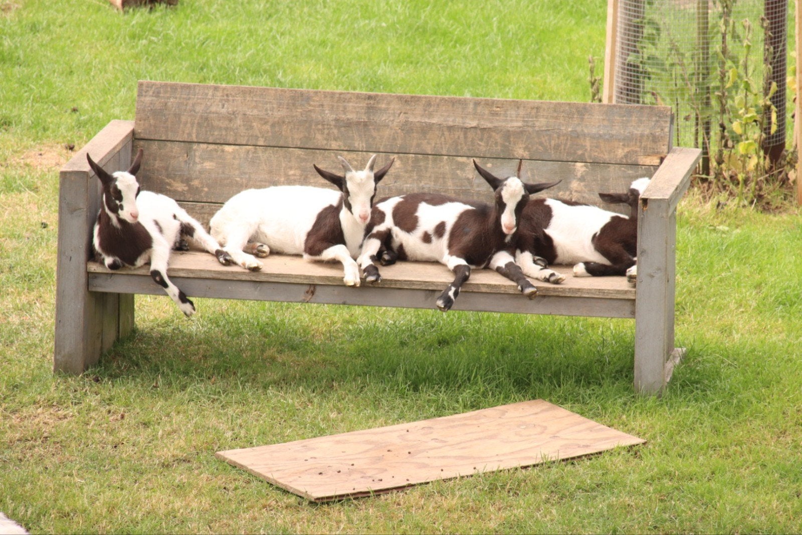 Geitje en 3 bokken, Meerdere dieren, Geit