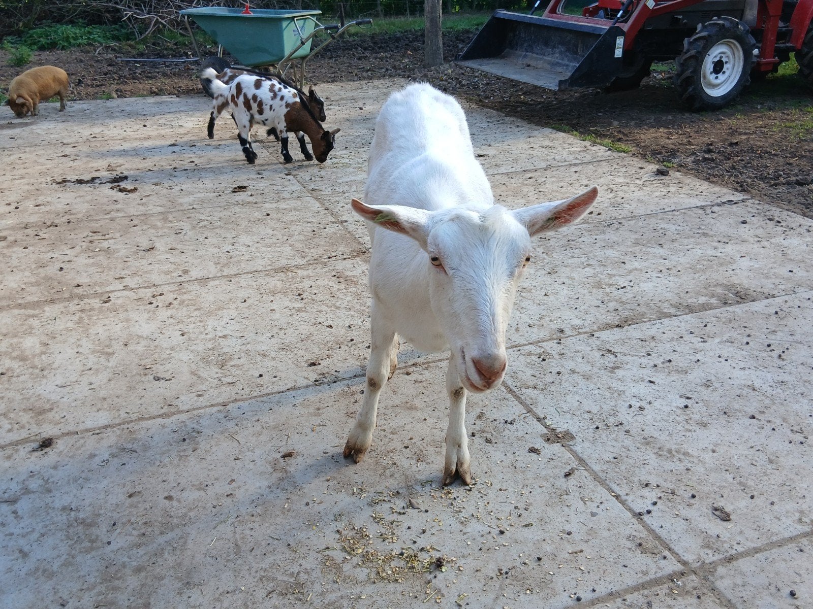 Witte melkgeit UBN plicht, Dieren en Toebehoren, Meerdere dieren, Geit