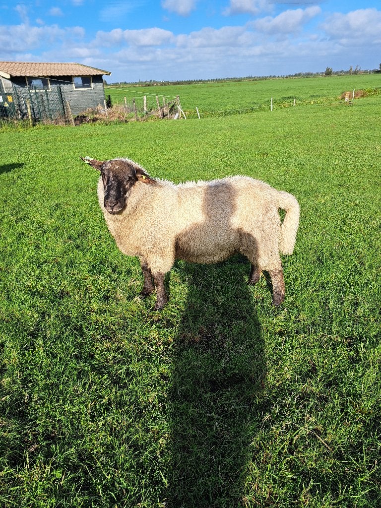 2 dekrammen  75% Duitse zwartkop, Mannelijk, Schaap, 0 tot 2 jaar