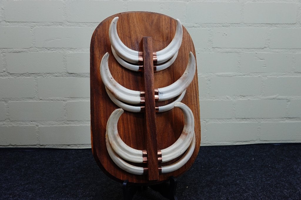 ivoor warthog tusks trophy, Ophalen, Zo goed als nieuw, Hert, Gewei of Kop