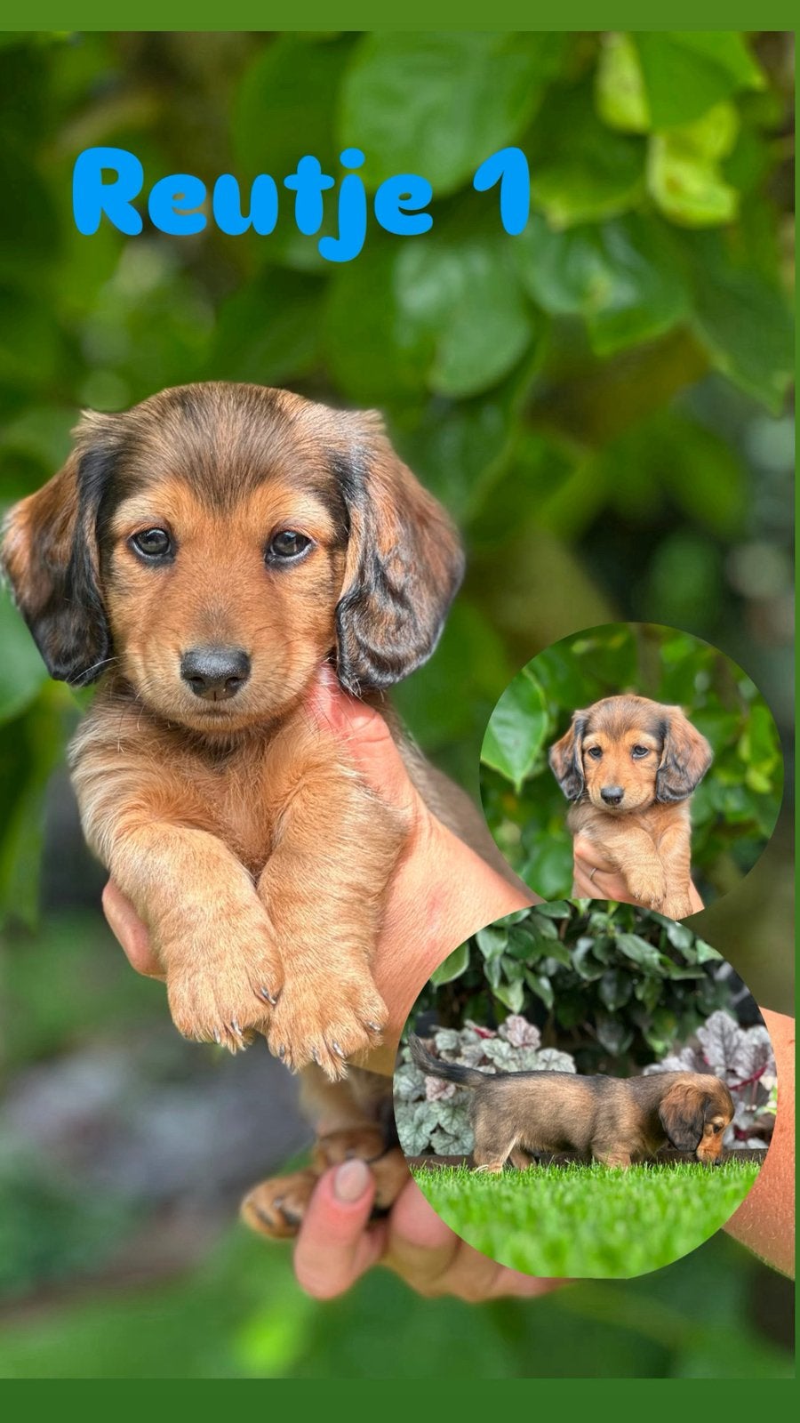 3 langhaar en 1 korthaar teckel puppys op zoek naar een huis, Dieren en Toebehoren, Reu, 8 tot 15 weken, Dwerg, Meerdere