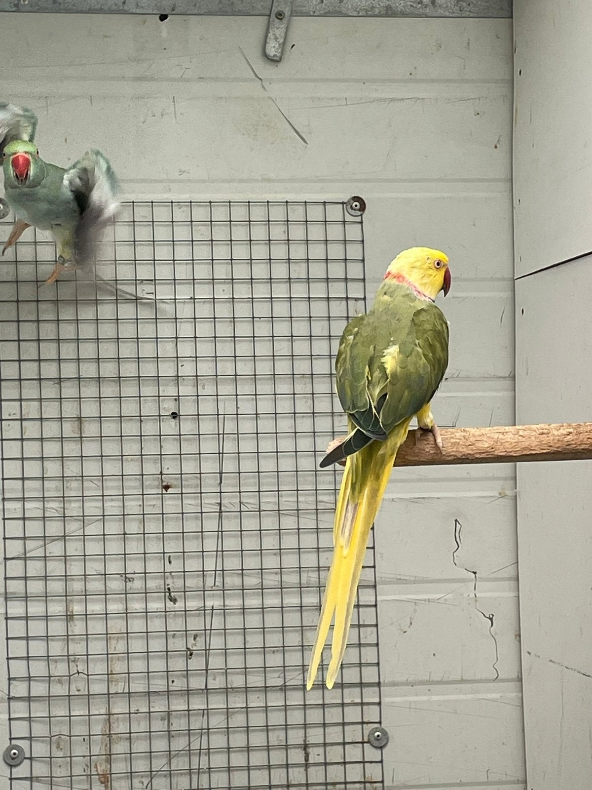 Kweekpaar Halsbanden., Dieren en Toebehoren, Meerdere dieren, Parkiet
