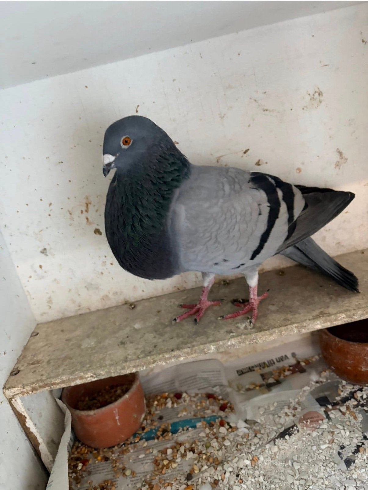 Kropper/Duif, Dieren en Toebehoren, Vogels | Duiven, Vrouwelijk, Kropper