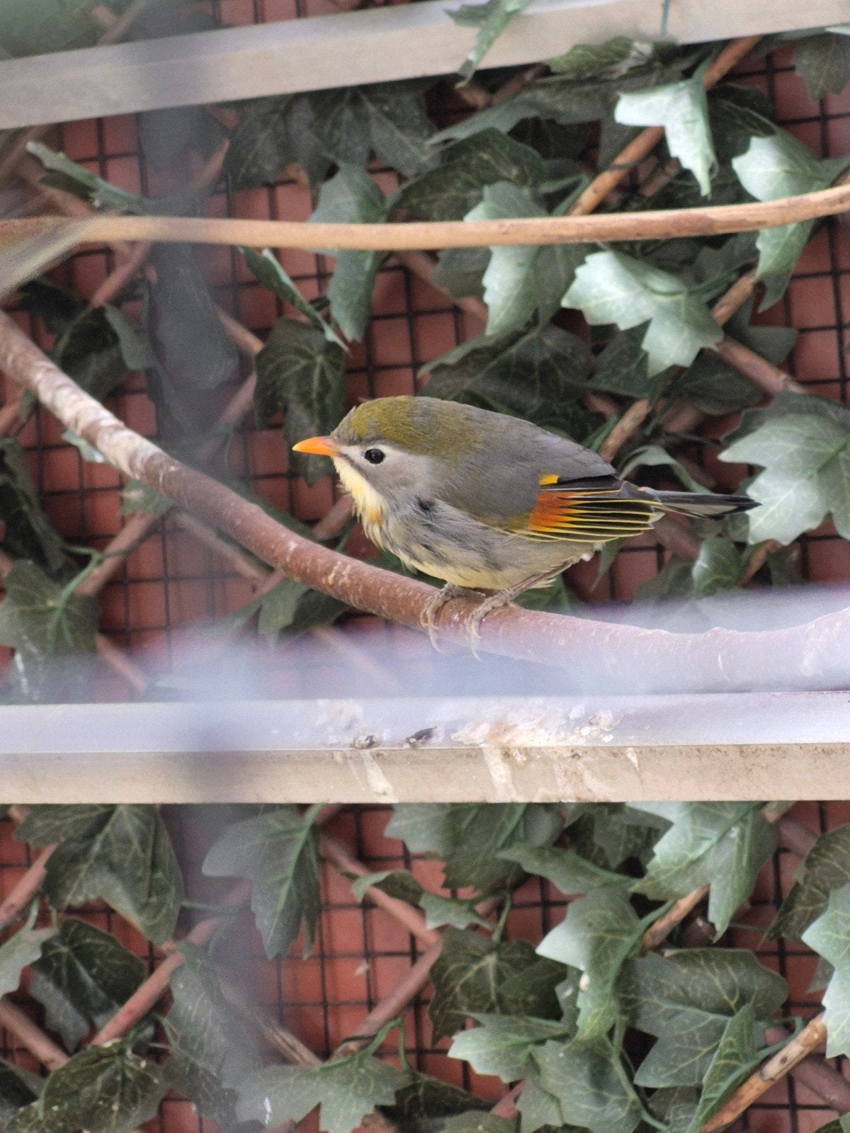 Koppel japanse nachtegaalen, Dieren en Toebehoren, Vogels | Overige Vogels, Meerdere dieren