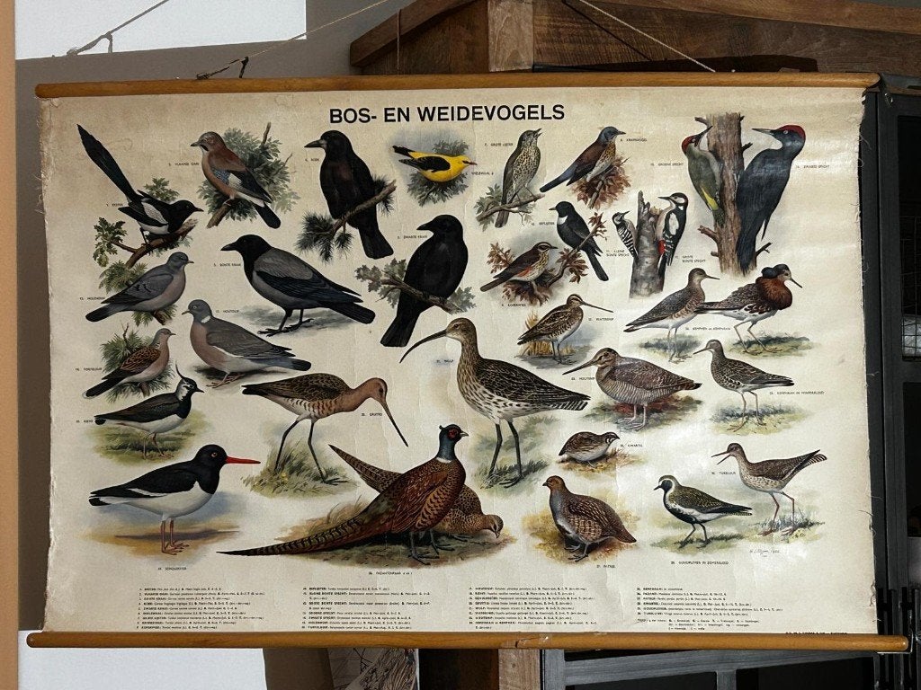 Bos- en weidevogels, Ophalen of Verzenden, Natuur en Biologie