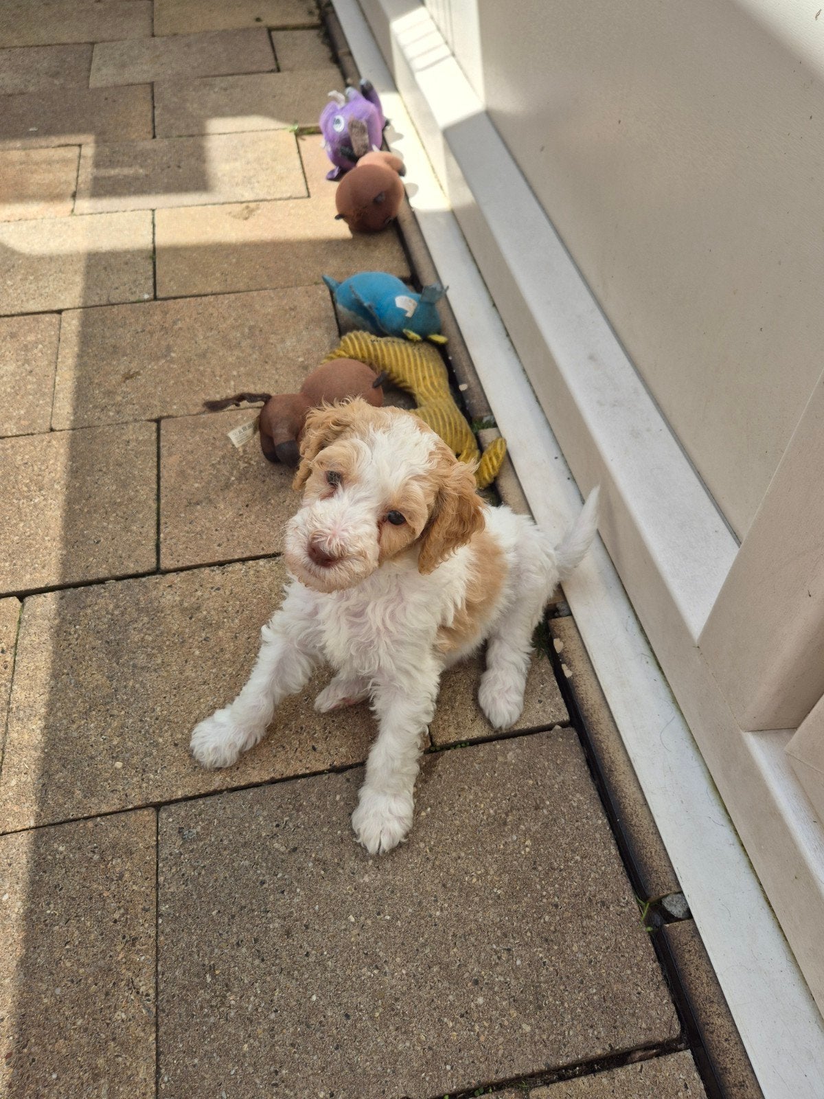 Labra Golden Double Doodle s, Overige rassen, 8 tot 15 weken, Meerdere, Meerdere dieren