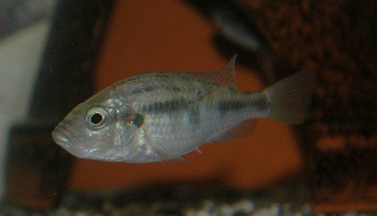 2 Astatotilapia burtoni vrouwen, Dieren en Toebehoren, Vis