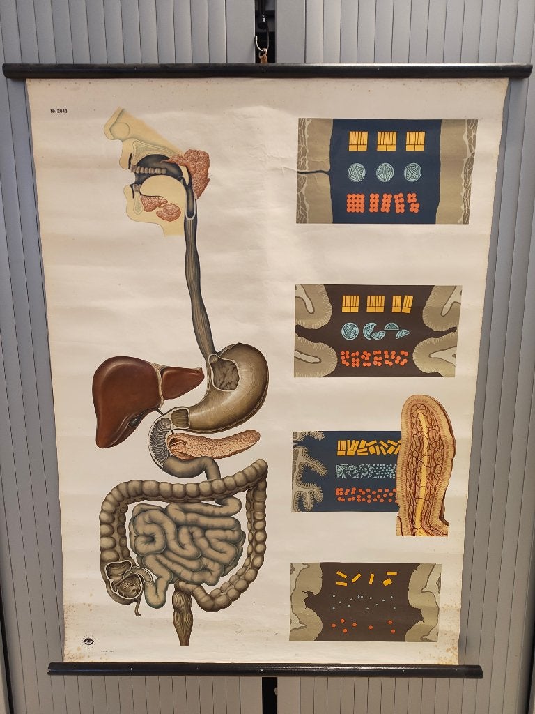Vintage anatomische schoolplaat Spijsvertering nr.2043, Antiek en Kunst, Antiek | Schoolplaten, Ophalen, Natuur en Biologie