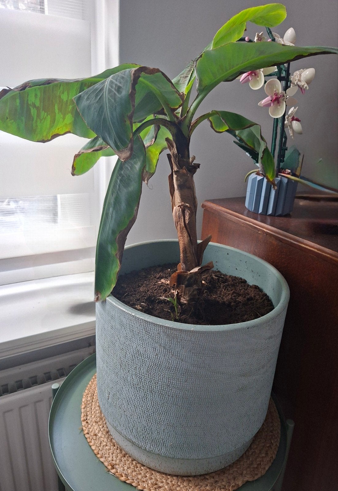 Bananenplant (Musa) in pot, Ophalen, Overige soorten, Halfschaduw, In pot