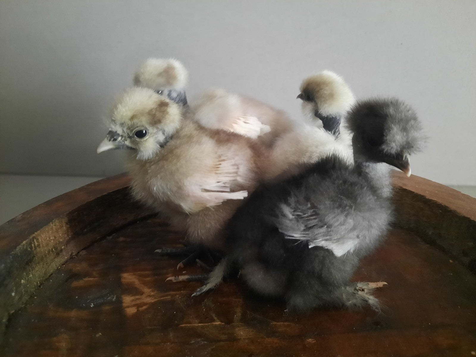 Showgirl Naakthals Zijdehoen kuikens 🐣, Dieren en Toebehoren, Pluimvee, Meerdere dieren, Kip