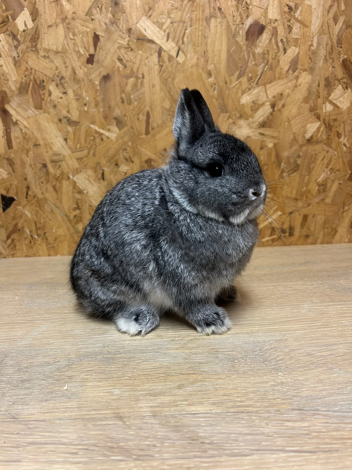 Kleurdwerg Chinchilla Man Jong (dwergkonijn), Mannelijk, Dwerg, 0 tot 2 jaar