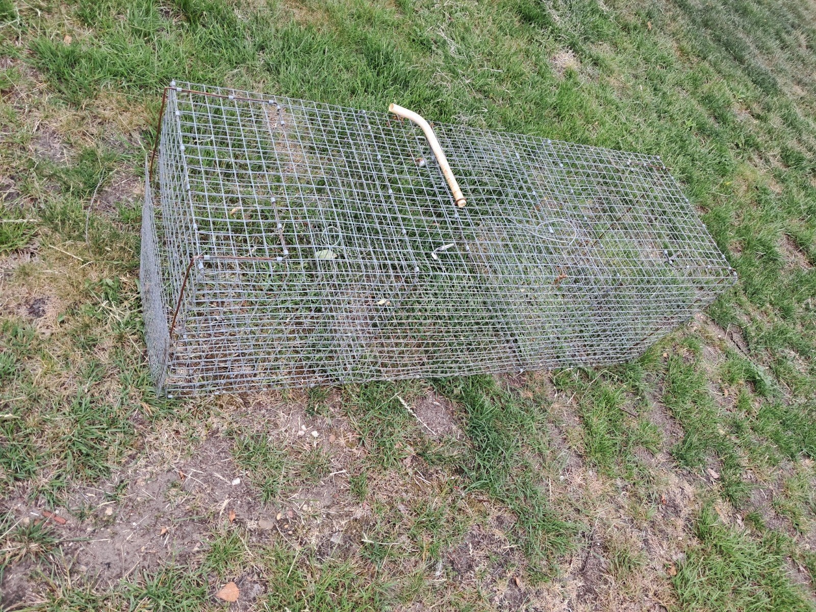 Vangkooi ekster duif of roofvogels werkt goed, Mannelijk, Overige soorten