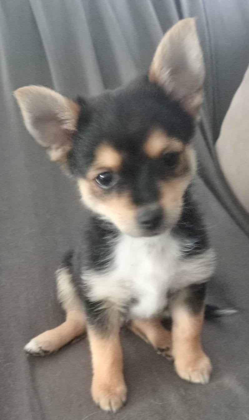 pups, Overige rassen, Meerdere, Meerdere dieren, Nederland