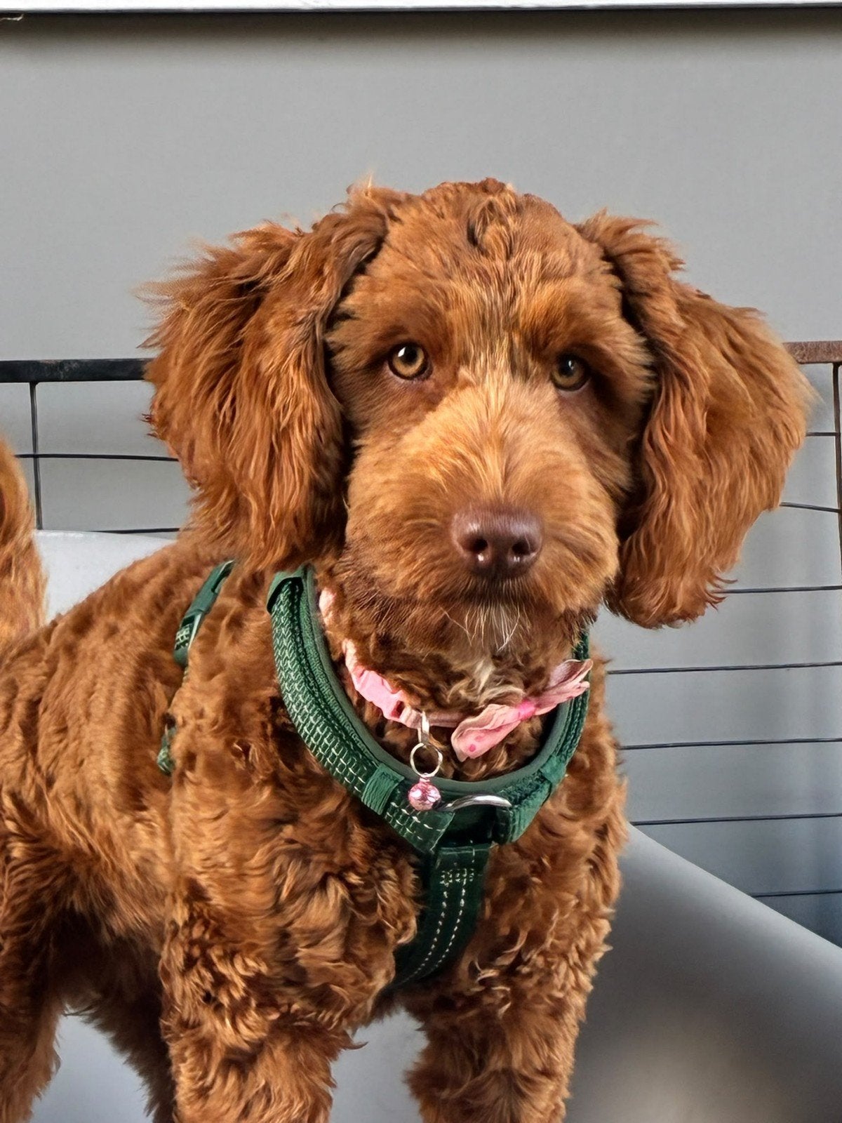 🐾 Demi zoekt haar eigen gouden mandje 🐾, 15 weken tot 1 jaar, Overige rassen, Teef, Eén hond
