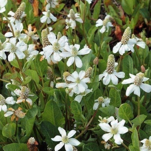 plant voor de vijver, Bloeiende vijverplanten, zuurstofplant, Tuin en Terras, Planten | Tuinplanten, Ophalen, Volle zon, Vaste plant