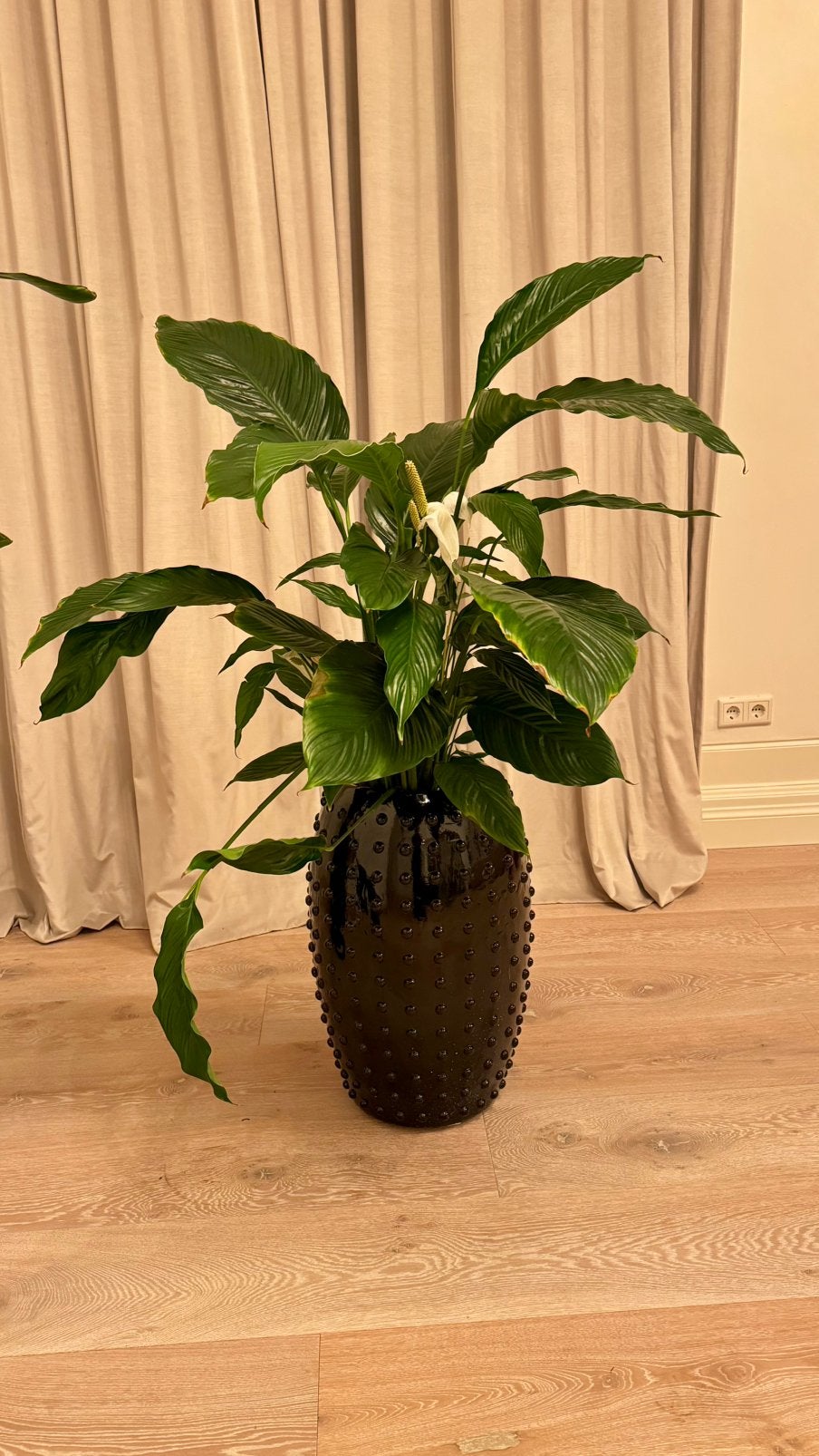 Grote XL vaas / bloempot / sierpot met lepelplant – 150 cm, Ophalen, 100 tot 150 cm, Overige soorten, Halfschaduw