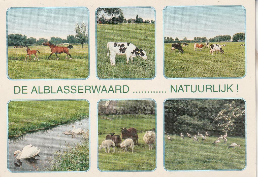 De Alblasserwaard ....... Natuurlijk, Ophalen of Verzenden, 1980 tot heden, Gelopen, Zuid-Holland