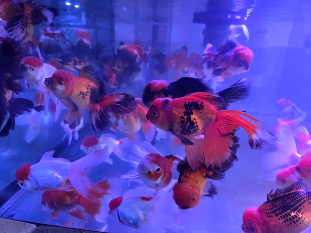 Handpick Oranda, Rozentail, Goudvis 14 / 18 cm - Koidream, Goudvis(sen)