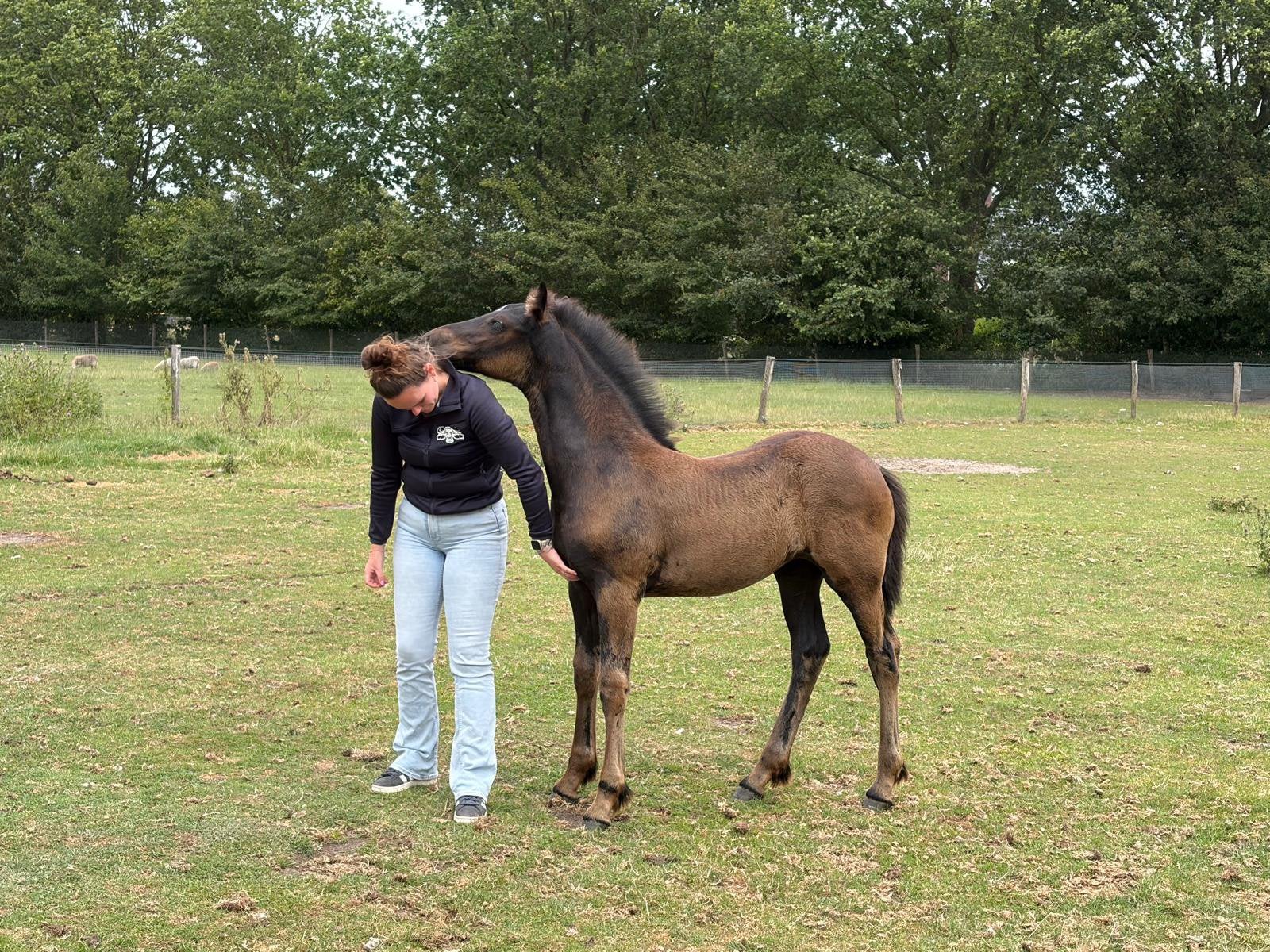 Knappe barock pinto MERRIE veulen!!, Merrie