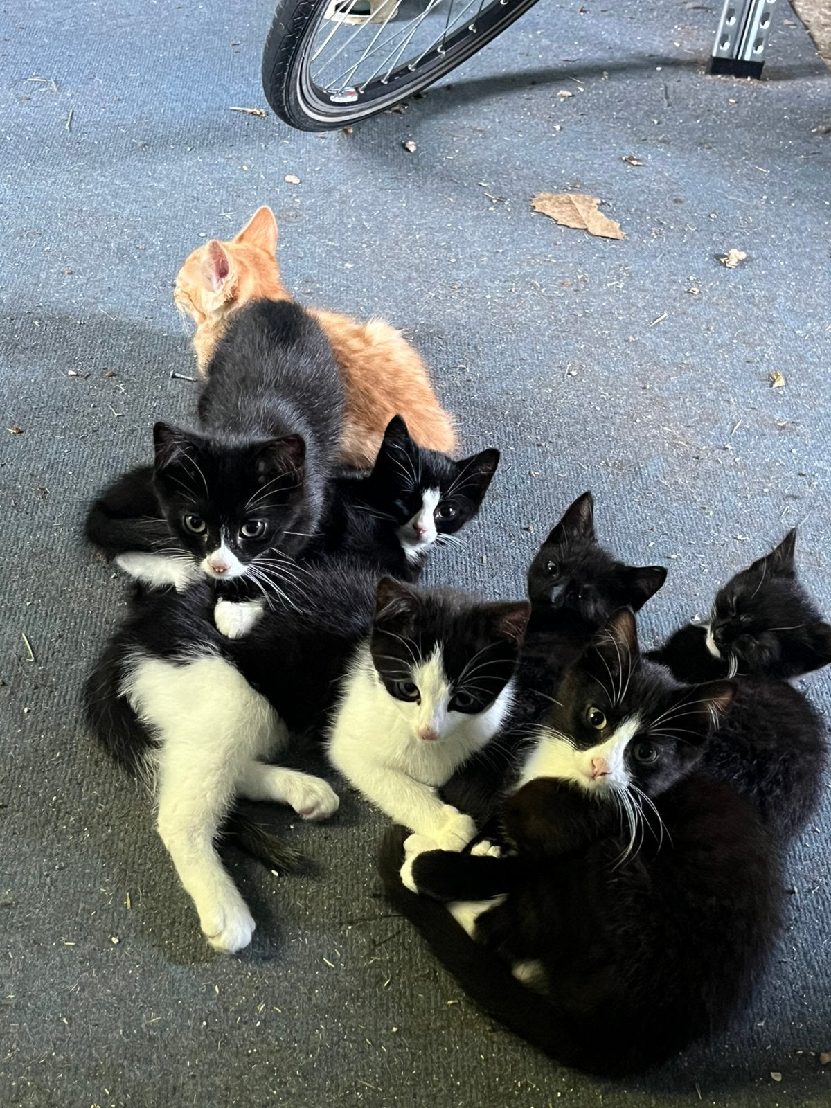Kittens te koop, Meerdere dieren