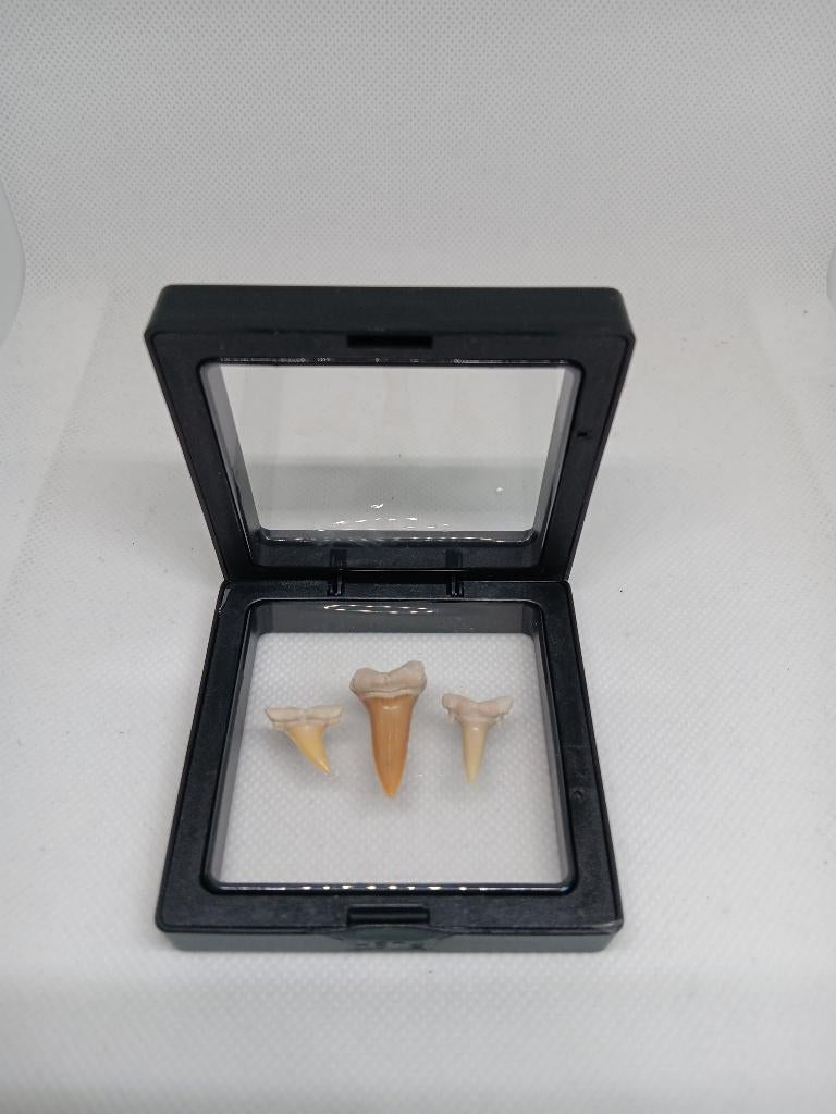 Fossiele Haaientanden in 3D-Display - Eoceen, Verzamelen, Mineralen en Fossielen, Ophalen of Verzenden, Fossiel