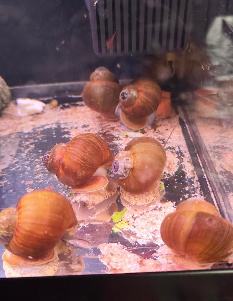 Malawi slak lenistes nyassanus ( originele malawi slak), Dieren en Toebehoren, Vissen | Aquariumvissen, Slak of Weekdier