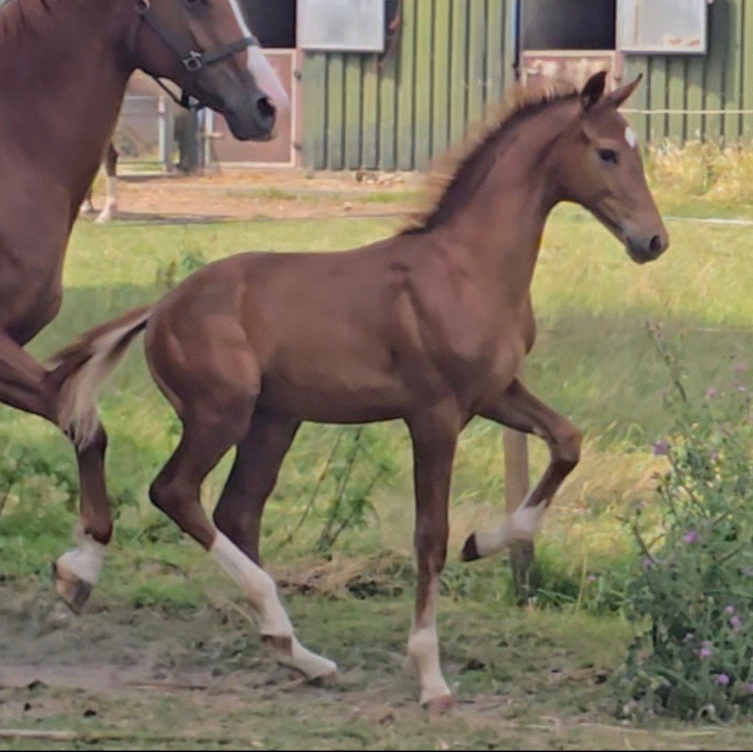 # Apart bewegend hengstveulen #, Minder dan 160 cm, Niet van toepassing, Dressuurpaard, 0 tot 2 jaar