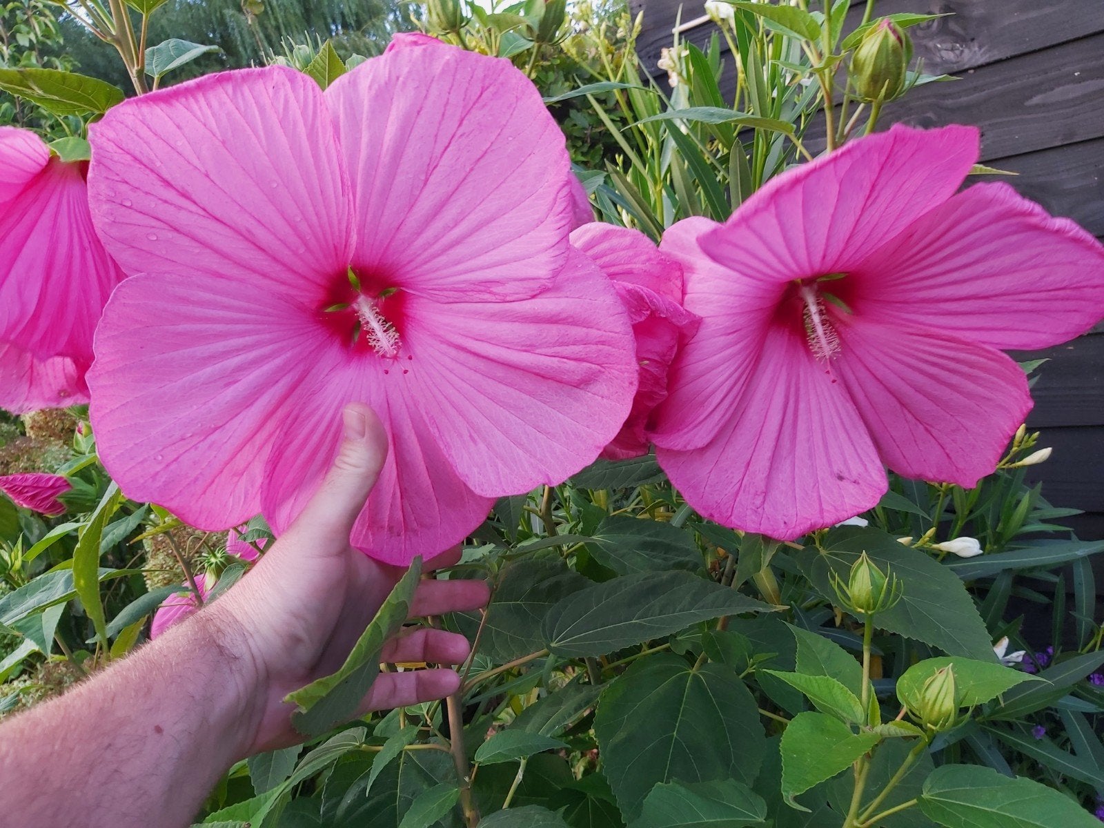 grote Hibiscus XXL, Ophalen, Overige soorten, Halfschaduw