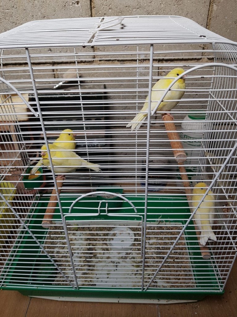 kanaries te koop, Meerdere dieren, Kleurkanarie